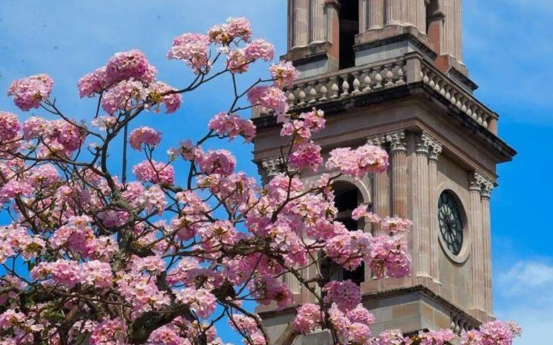 Palo de rosa y jacarandas florecen antes en Tampico José Luis Tapia (3)